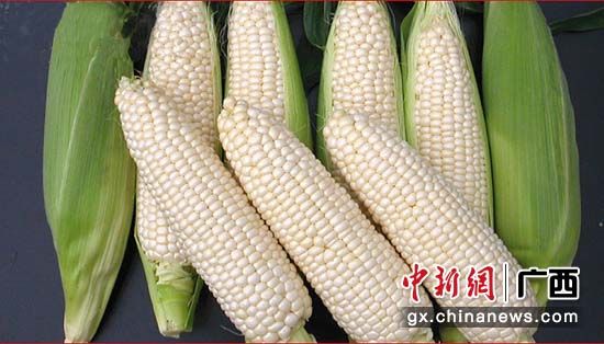 广西忻城糯玉米申请地理标志产品保护--中新网
