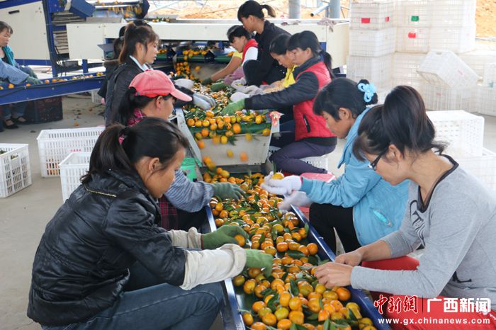 广西鹿寨14家水果合作社抱团发展 拓宽外销市